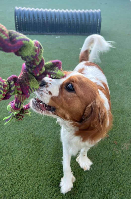 Dog rope toy